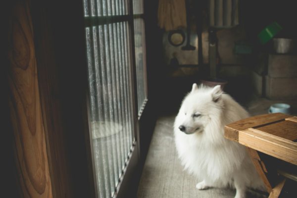 Pet Antics Awards: Only Our Furry Friends Could Think of This!